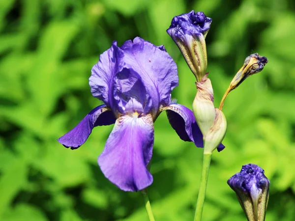 Primer Plano Flores Iris Japonés Púrpura Naturaleza —  Fotos de Stock