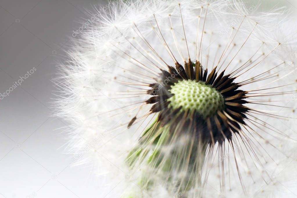 Close up of grown dandelion and dandelion seeds isolated on white background, nature