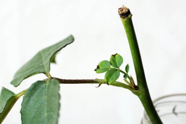 Beyaz arka planda, çok yakın gül kök üzerinde filiz