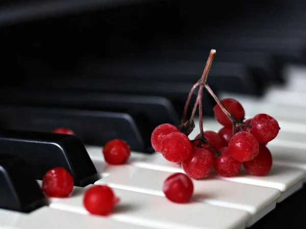 Red Berries Viburnum Piano Music Royalty Free Stock Photos