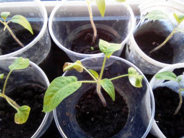 Yeşil genç domates bitkileri ilkbaharda kapalı plastik konteyner büyüyen