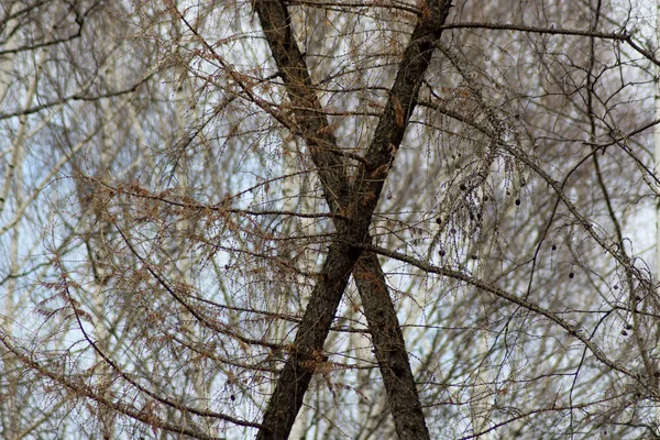 Gevallen bomen in een dicht bos. Cross Pine. — Stockfoto