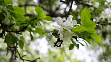 bir dalda ilkbaharda elma çiçeği