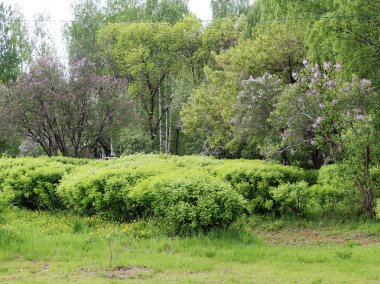 Yeşil çalı ağaç orman bırakır