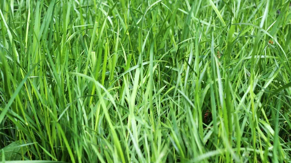 Zbliżenie świeżej gęstej trawy z kroplami wody wczesnym rankiem — Zdjęcie stockowe