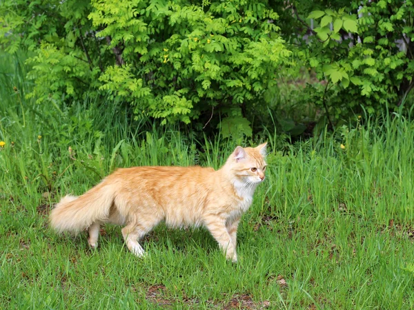 Gato vermelho andando na grama verde . — Fotografia de Stock