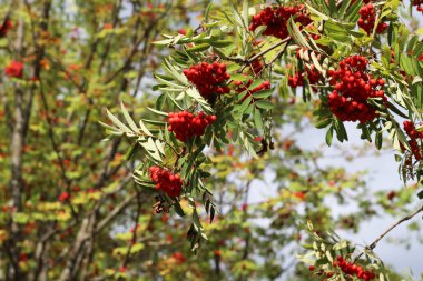 Olgun çilek ile Avrupa Dağı Ash Rowan ağacının dalları.