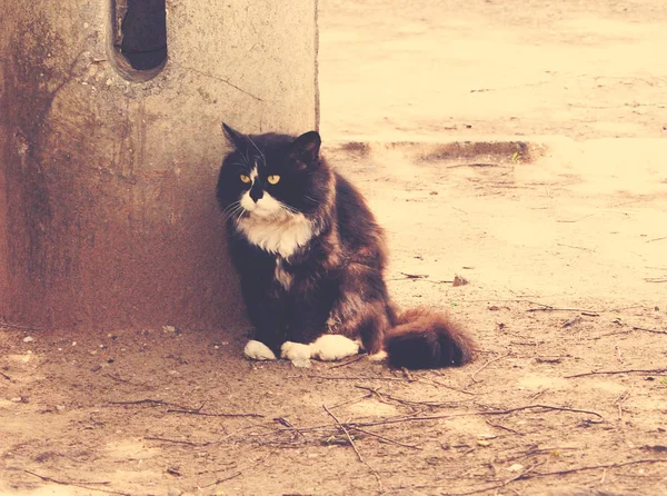 Homeless Sad Black Cat Street — Stock Photo, Image