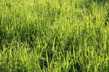 Yaz mevsiminde taze çimlere yakın.