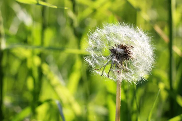 Een Prachtige Paardebloem Zomer Dichtbij — Stockfoto