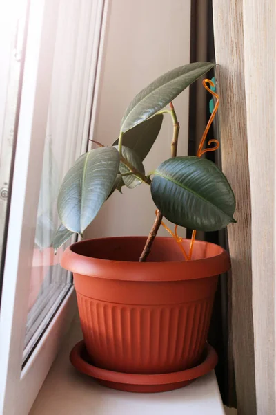 Ficus Una Olla Grande Ventana Tan Cerca —  Fotos de Stock