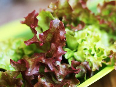 Yeşil taze marul, arka plan.