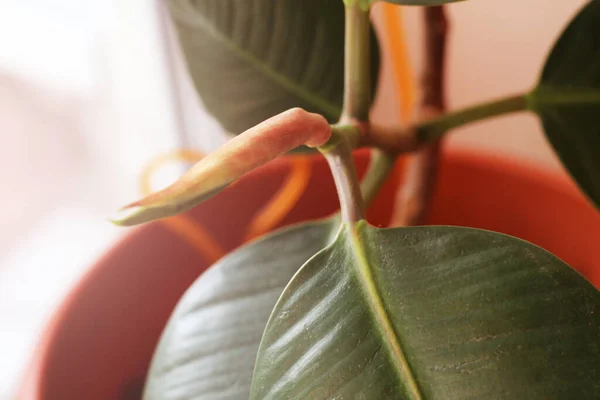 Pink Ficus Flower Pot Close — Stock Photo, Image