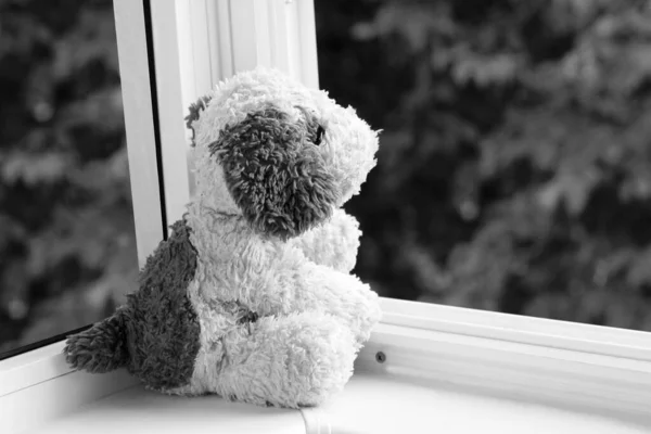 Delikatny Piesek Dziecięcy Oknie Niebezpieczeństwo Ryzyko Wypadnięcia Przez Okno Pojęcie — Zdjęcie stockowe