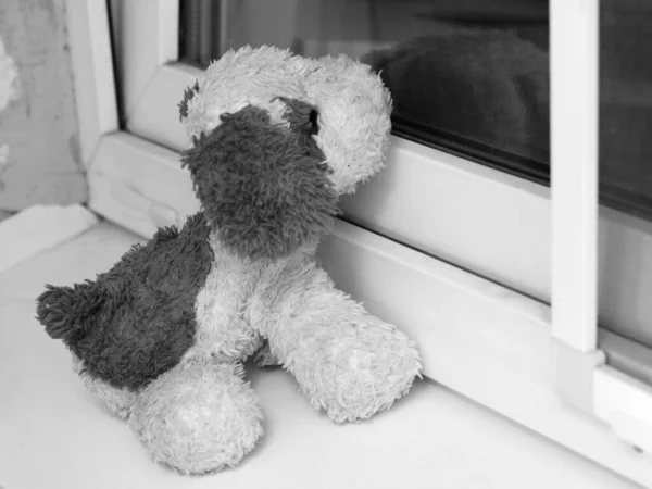 창문에 부드러운 장난감 외로움 — 스톡 사진