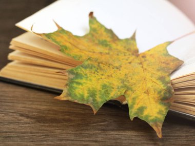 Sonbahar yaprakları ve çok yakın bir kitap.