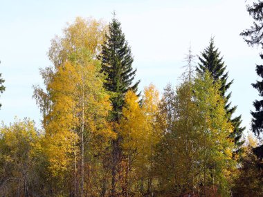 Güzel Renkli Sonbahar Yaprakları Koleksiyonu / Yeşil, Sarı, Turuncu, Kırmızı