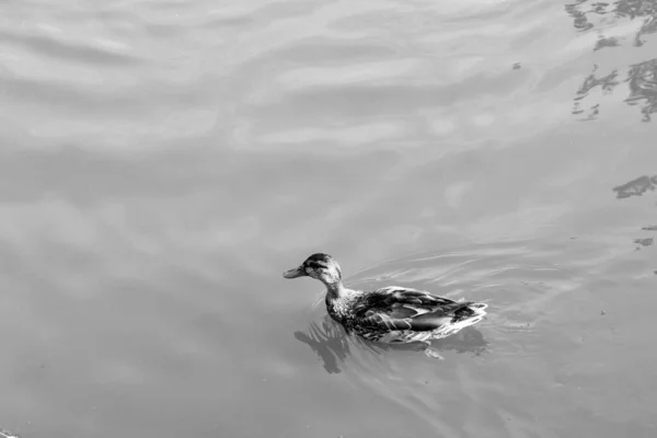 Ánade Real Lago Naturaleza —  Fotos de Stock