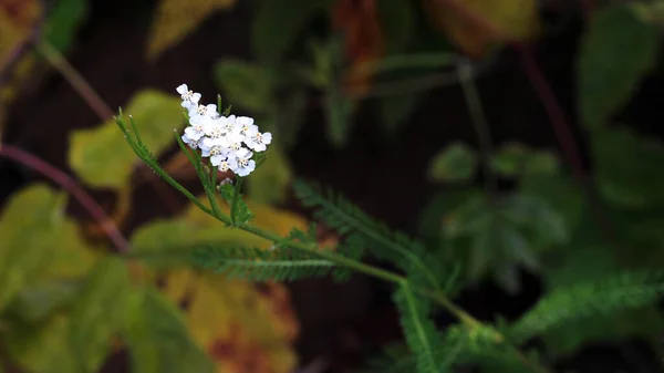 White Field Flower Close Autumn Nature — Stock Photo, Image