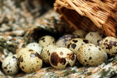 Bir grup bıldırcın yumurtası, ekolojik gıda çok yakın.