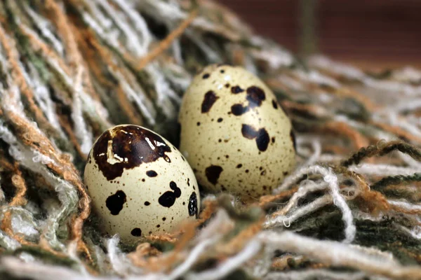 Group Quail Eggs Eco Food Close — Stock Photo, Image