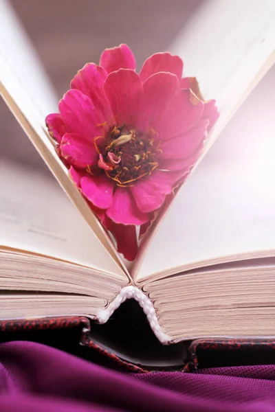 Libros Antiguos Con Romántica Flor Rosa Tan Cerca — Foto de Stock