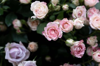 Çalı gülü. Pembe ve leylak rengi. Çiçekçidükkanında.