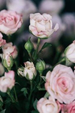 Çalı gülü. Pembe ve leylak rengi. Çiçekçidükkanında.