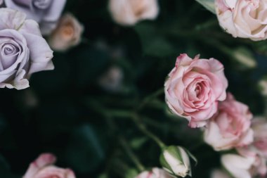 Çalı gülü. Pembe ve leylak rengi. Çiçekçidükkanında.