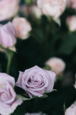 Çalı gülü. Pembe ve leylak rengi. Çiçekçidükkanında.