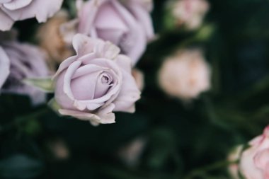 Çalı gülü. Pembe ve leylak rengi. Çiçekçidükkanında.