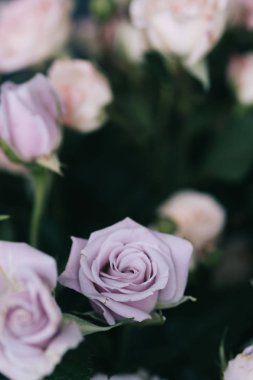 Çalı gülü. Pembe ve leylak rengi. Çiçekçidükkanında.