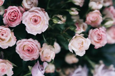 Çalı gülü. Pembe ve leylak rengi. Çiçekçidükkanında.