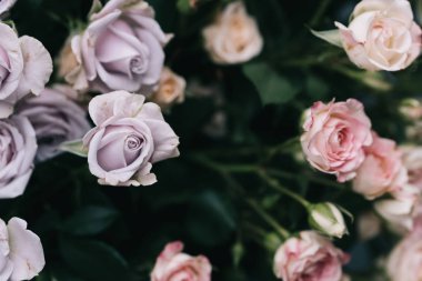 Çalı gülü. Pembe ve leylak rengi. Çiçekçidükkanında.