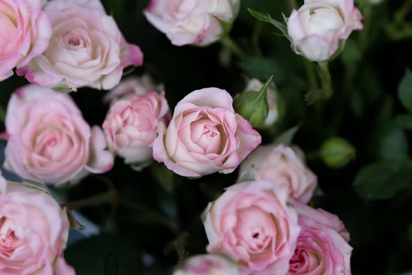 Keř Zvedl Růžová Fialová Barva Květinářství — Stock fotografie