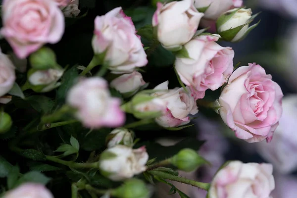 Keř Zvedl Růžová Fialová Barva Květinářství — Stock fotografie