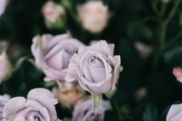 Strauch Stieg Auf Rosa Und Lila Blumenladen — Stockfoto