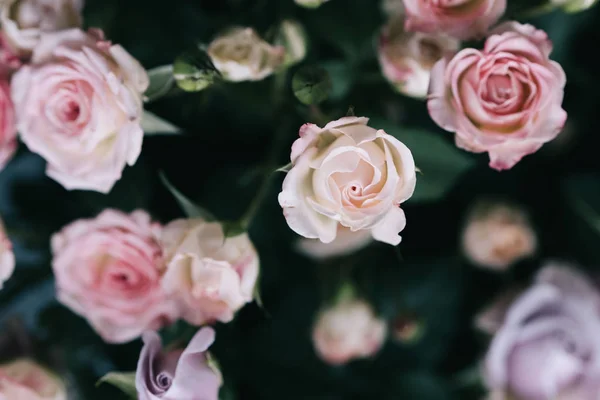 Strauch Stieg Auf Rosa Und Lila Blumenladen — Stockfoto