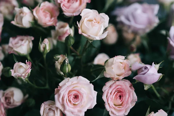 Çalı gülü. Pembe ve leylak rengi. Çiçekçidükkanında.