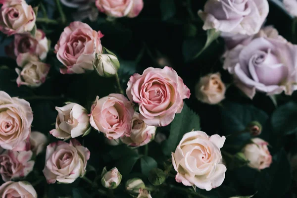 Strauch Stieg Auf Rosa Und Lila Blumenladen — Stockfoto