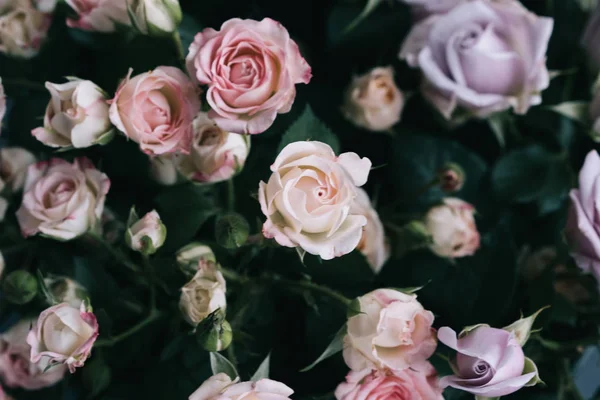 Strauch Stieg Auf Rosa Und Lila Blumenladen — Stockfoto