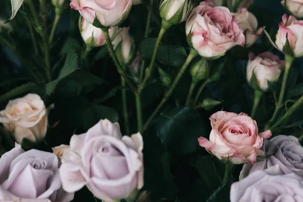 Strauch Stieg Auf Rosa Und Lila Blumenladen — Stockfoto