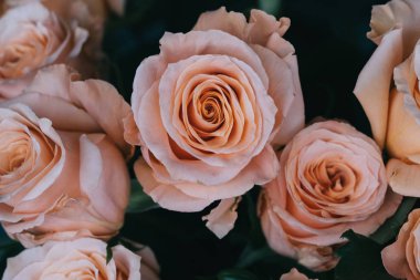 Masanın üzerinde bir vazoda gül ışıltı.