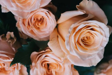 Masanın üzerinde bir vazoda gül ışıltı.