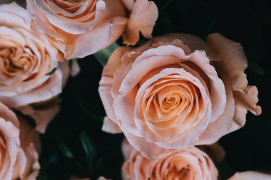 Masanın üzerinde bir vazoda gül ışıltı.