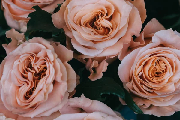 Masanın üzerinde bir vazoda gül ışıltı.