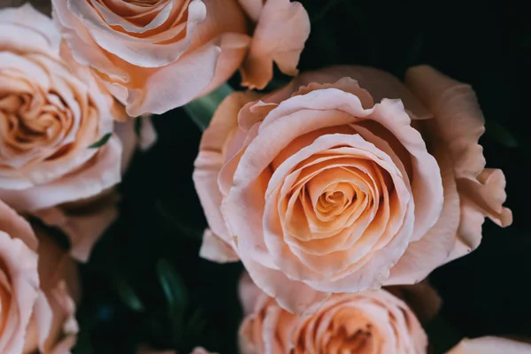 Rosenschimmer Einer Vase Auf Dem Tisch — Stockfoto
