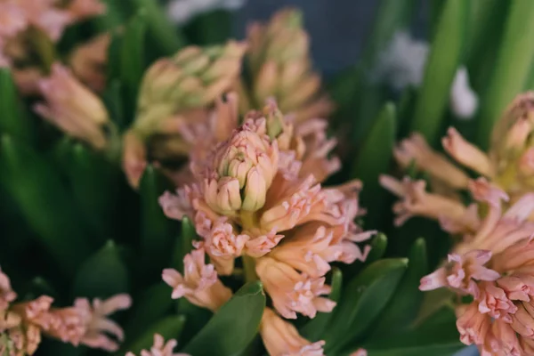 Hyacinth plant in a bucket on the table.