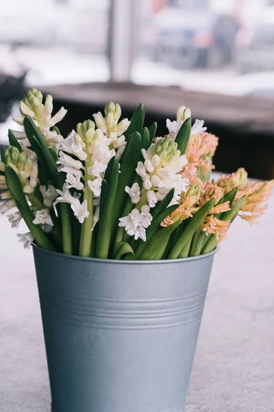 Hyacinth plant in a bucket on the table.