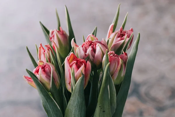 Rote Tulpe Einer Glasvase Auf Dem Tisch — Stockfoto